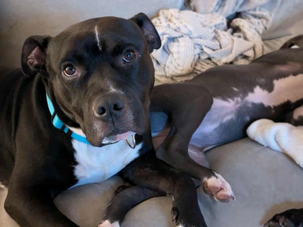 Milo The Meatball photo 1