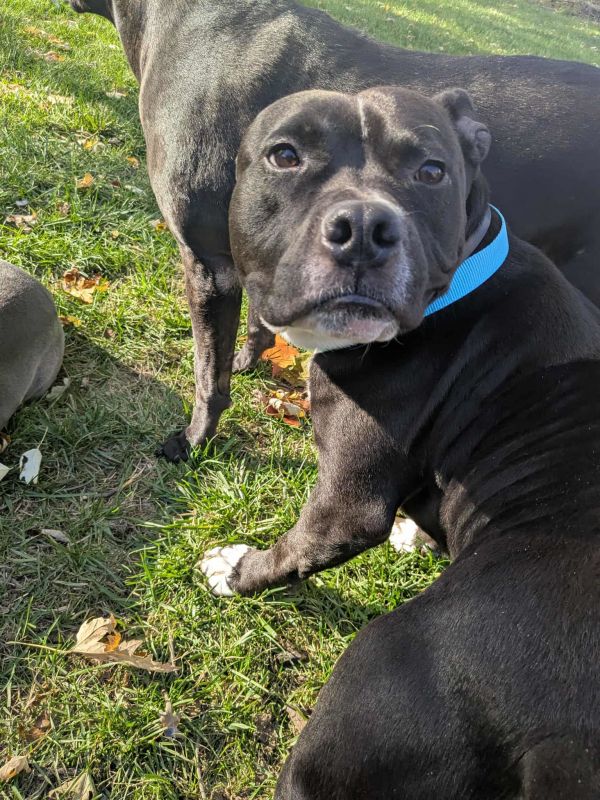 Milo The Meatball thumbnail 3