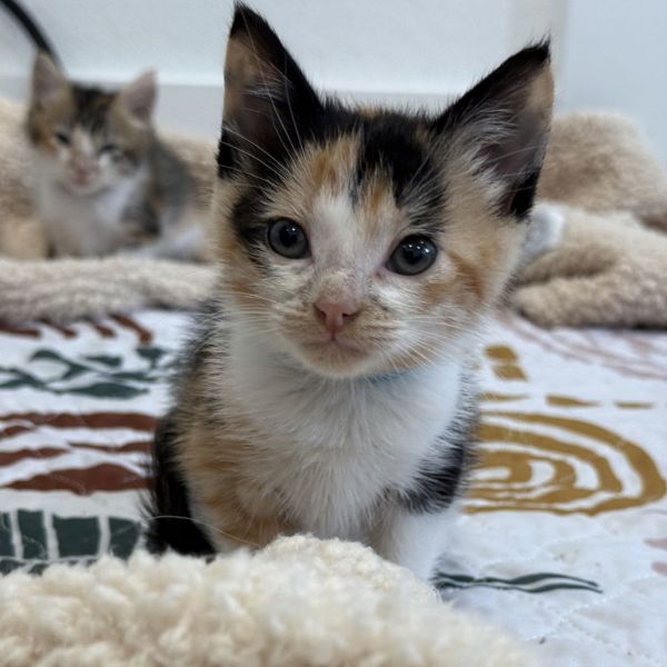 Amaretto thumbnail 3