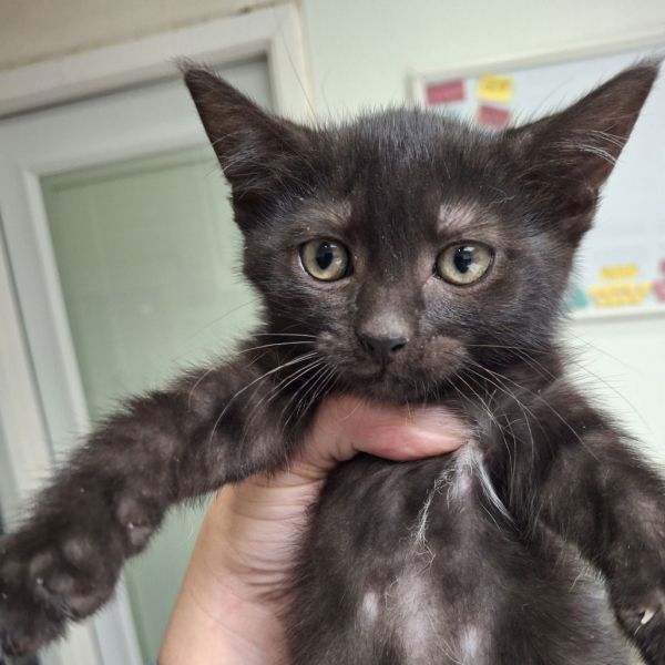 Chipotle thumbnail 2