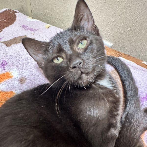 Chipotle thumbnail 3