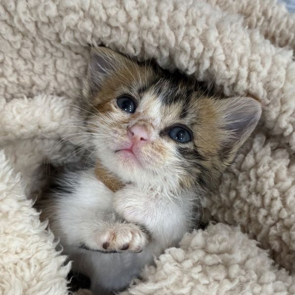 Disaronno thumbnail 2