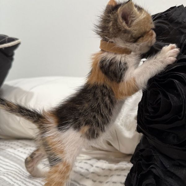 Disaronno thumbnail 3