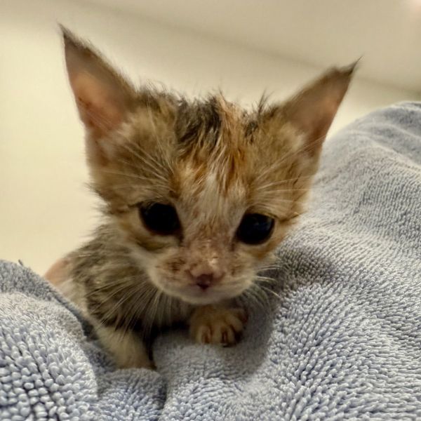 Frangelico thumbnail 2