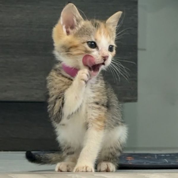 Frangelico thumbnail 3