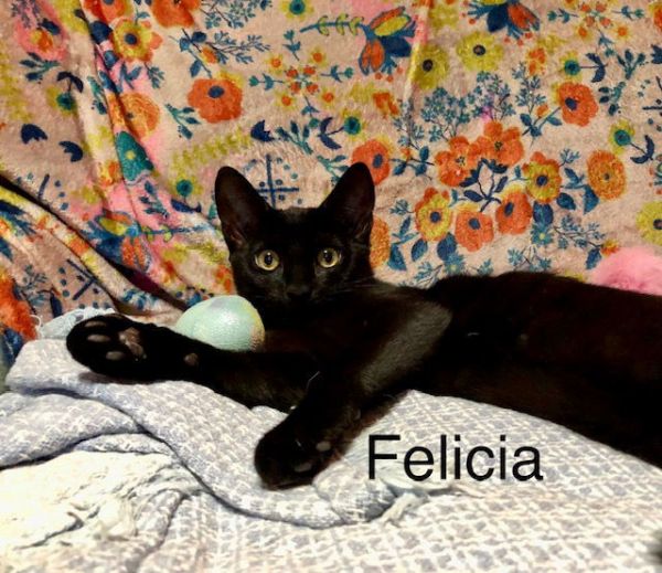 Felicia (FCID# 08/20/2025 - 76) C