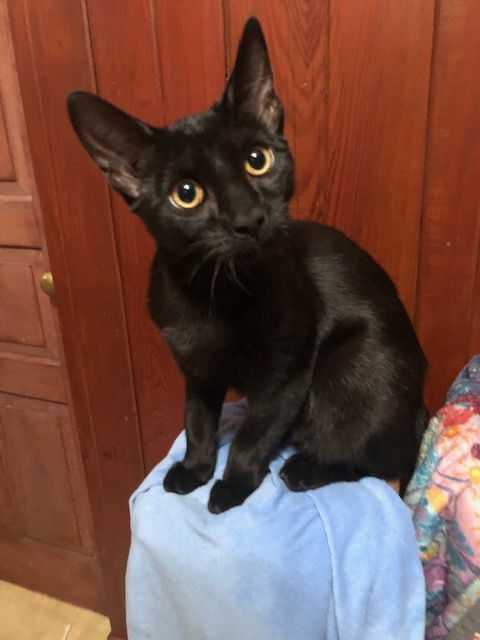 Feliciac thumbnail 3