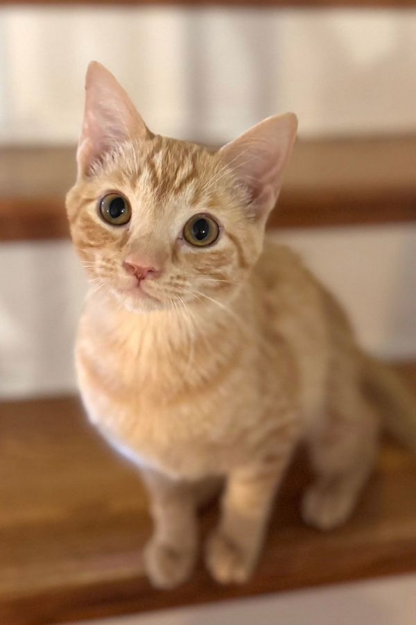 KITTEN PRINCESS DONNER