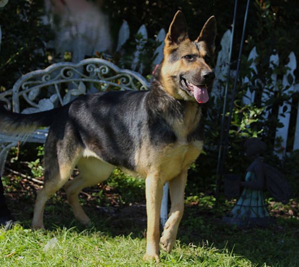 Arya-2 years/Wonderful Girl/Fully Vetted $425