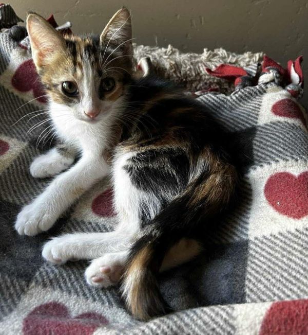 Cinder Smoke (Calli)