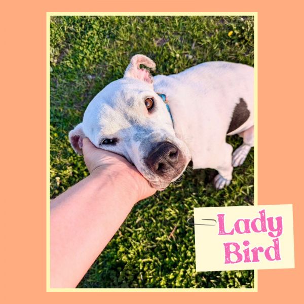 LadyBird