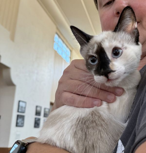 Natasha Romanoff photo 1