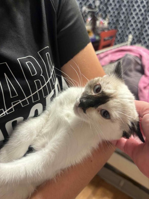 Natasha Romanoff thumbnail 3