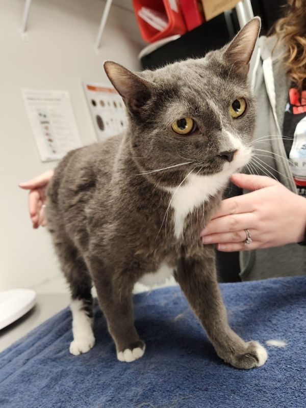 Duke / King Harald / Katja