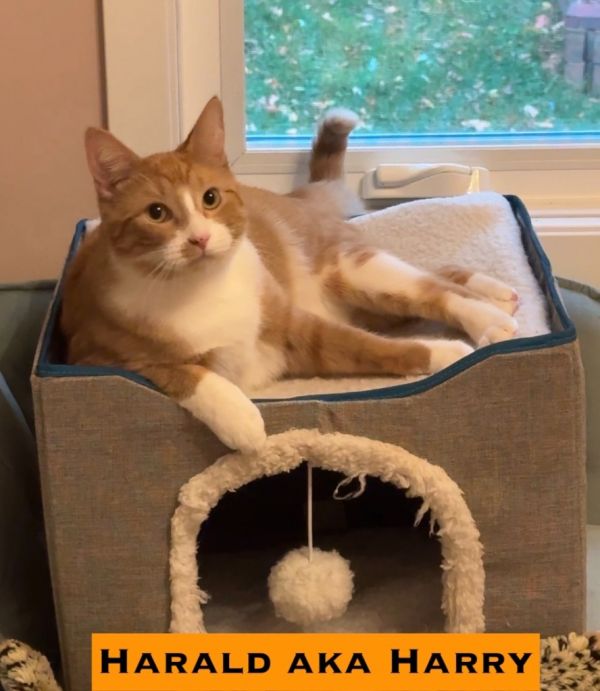 Duke  King Harald thumbnail 2