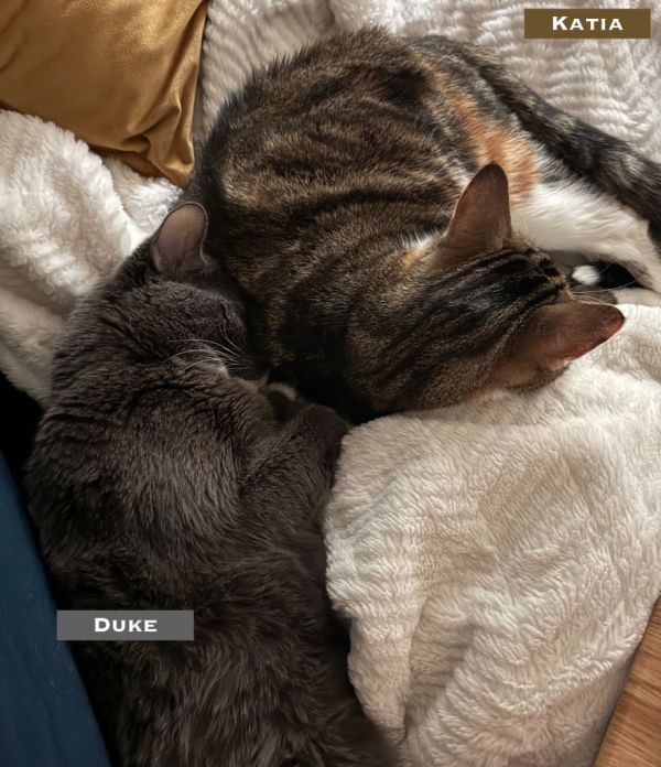 Duke  King Harald thumbnail 3