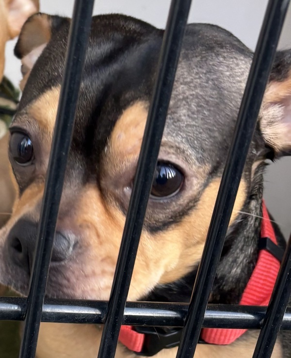 Boot Scoot thumbnail 2