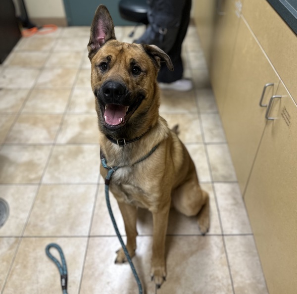 Woodland thumbnail 2