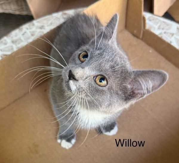 Willow thumbnail 2