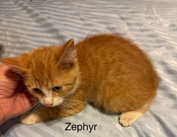 Zephyr