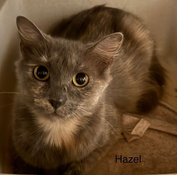 Hazel