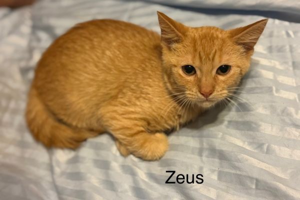 Zeus