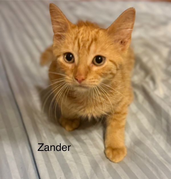 Zander