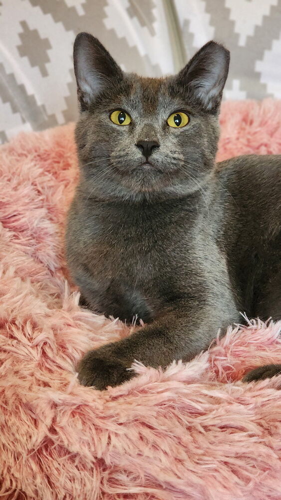 Bobby Bleu thumbnail 2