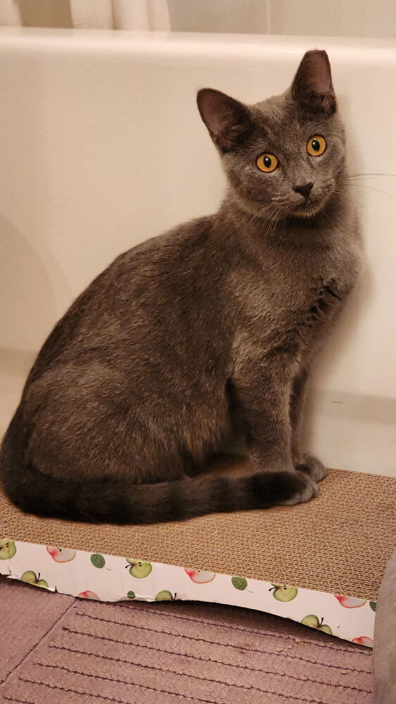 Bobby Bleu thumbnail 6