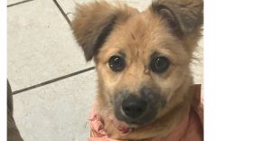 Out of this world Oshi