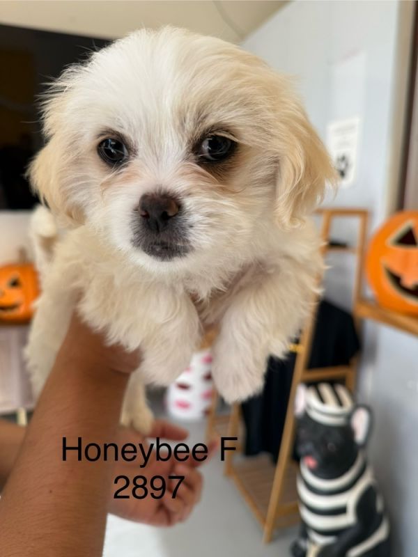 Honeybee #2897