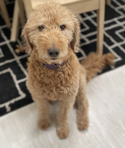 Honey - Foster to Adopt