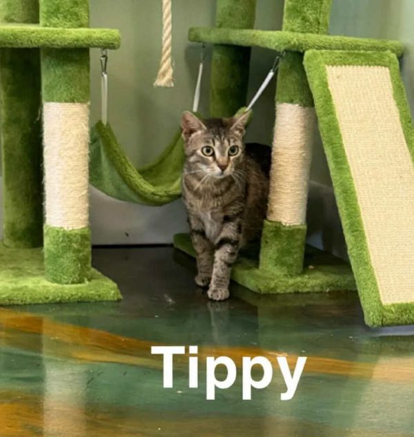 Tippy
