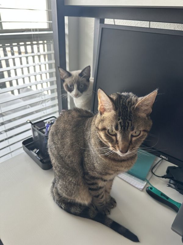 F Vivian thumbnail 2