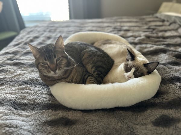 F Vivian thumbnail 3