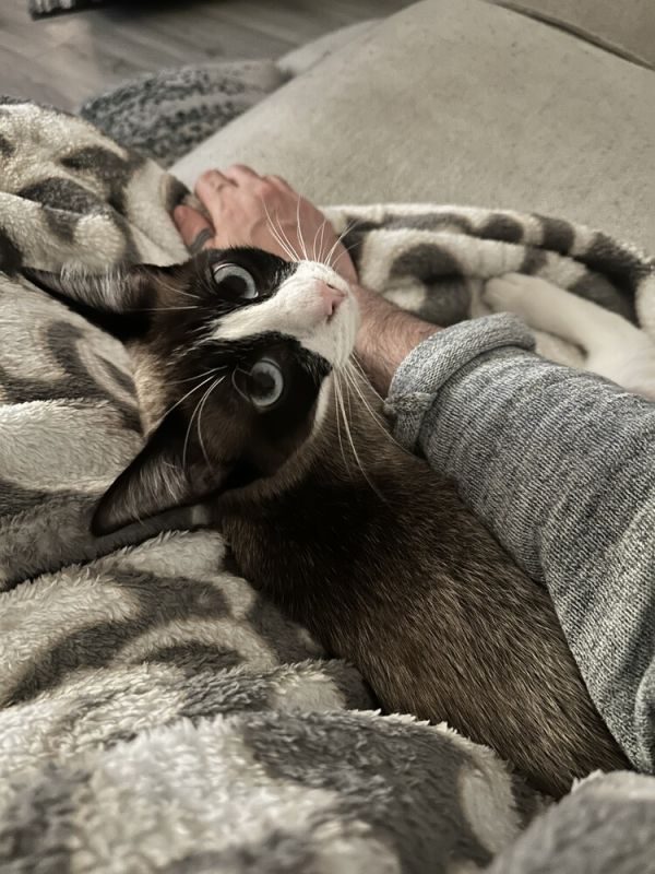 F Vivian thumbnail 4