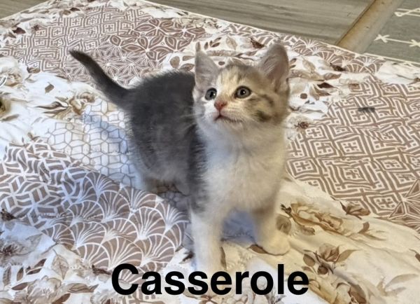 Casserole