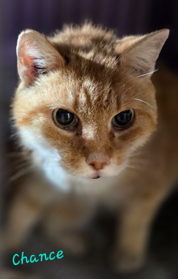 Chance
