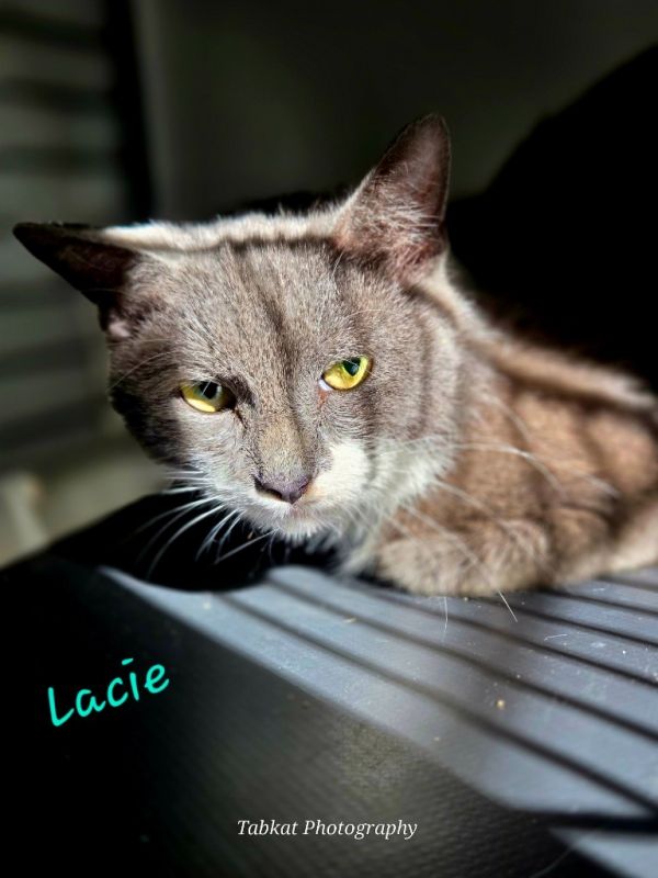 Lacie