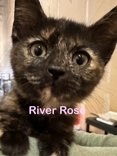 RIVER ROSE