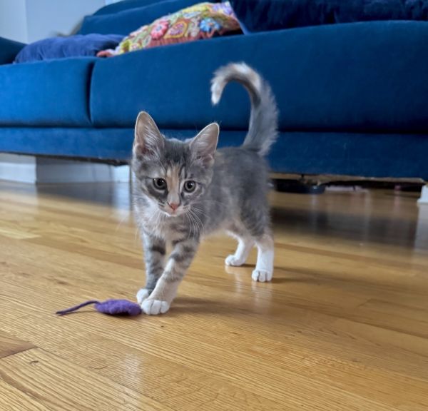 Clover Bee thumbnail 2