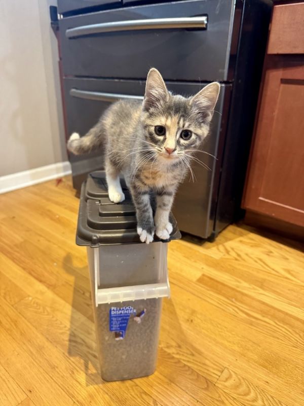 Clover Bee thumbnail 3