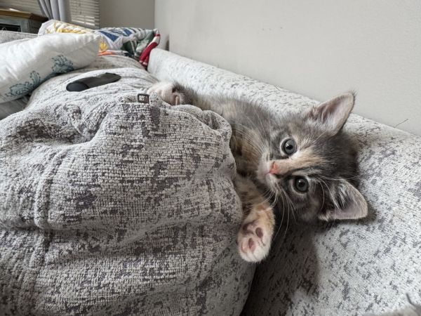 Clover Bee thumbnail 4