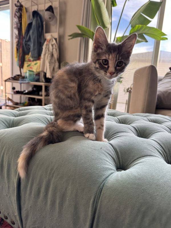 Clover Bee thumbnail 5