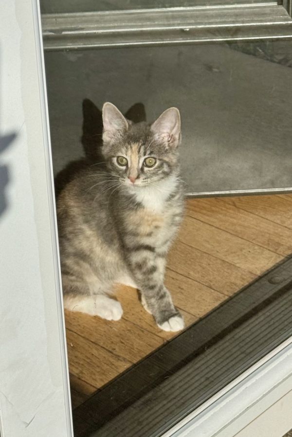 Clover Bee thumbnail 6