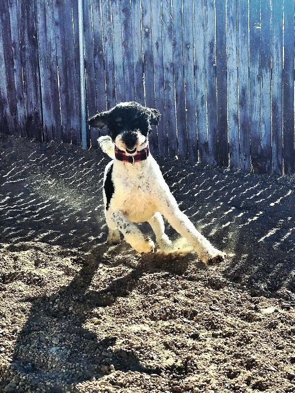 Jelly Bean thumbnail 2