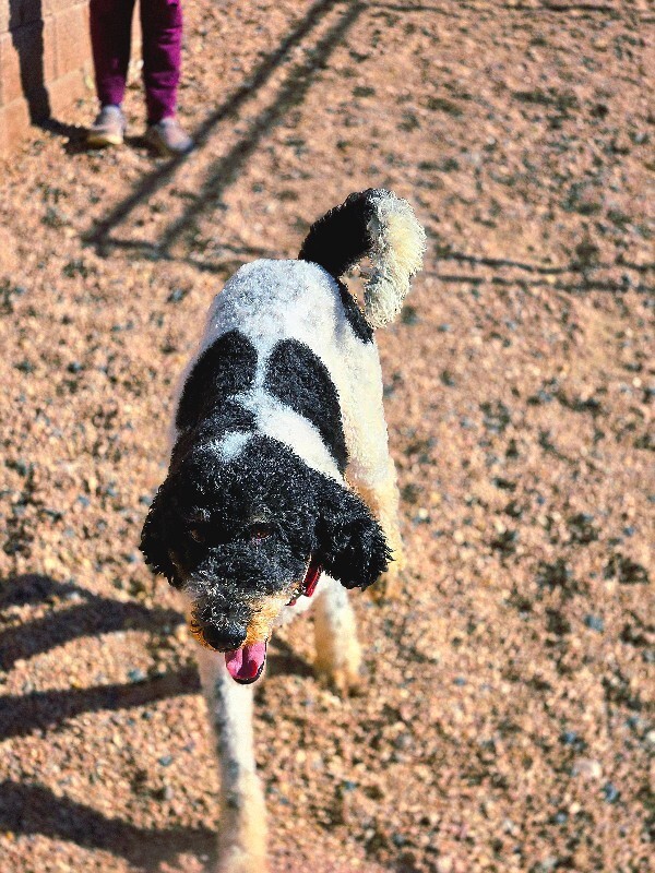 Jelly Bean thumbnail 3