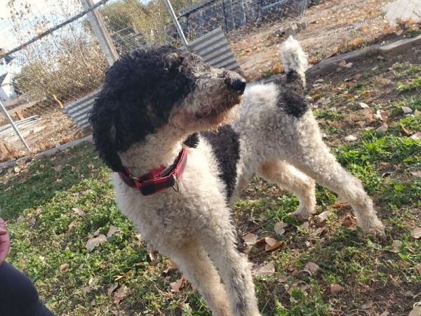 Jelly Bean thumbnail 4