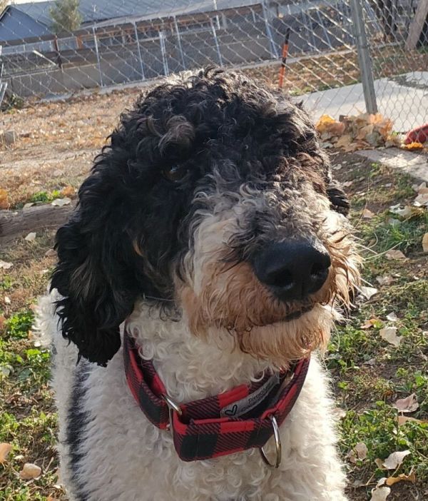 Jelly Bean thumbnail 5