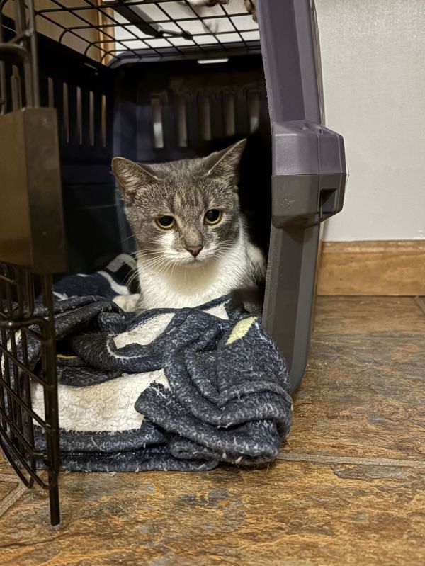 Salad (Available for pre-adoption)